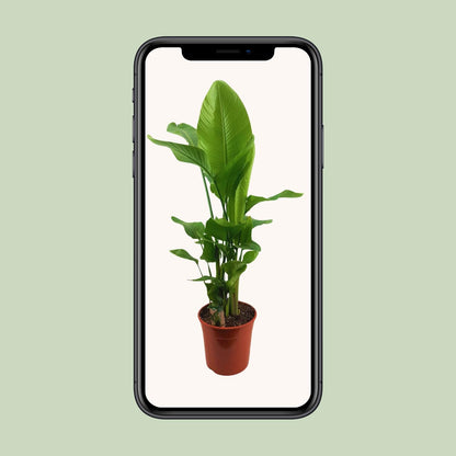 Strelitzia Nicolai – Exotische Paradiesvogelblume Ø27cm