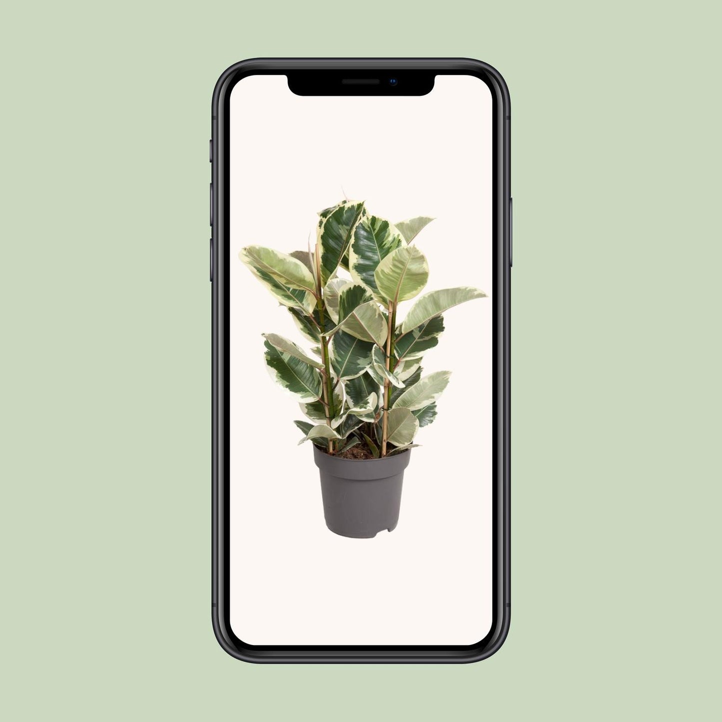 Ficus Elastica Tineke – Pflegeleichter Gummibaum Ø27cm