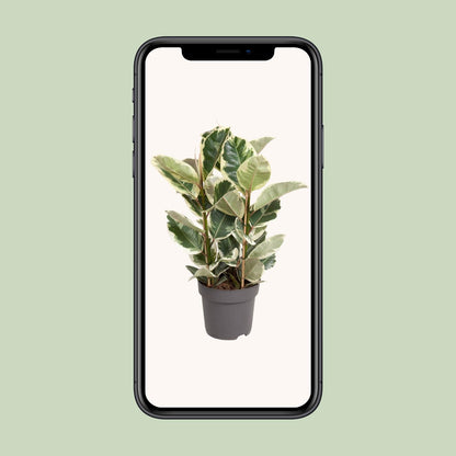 Ficus Elastica Tineke – Pflegeleichter Gummibaum Ø27cm