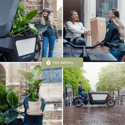 Zimmerpflanzen-Set Easy – 4 pflegeleichte Pflanzen