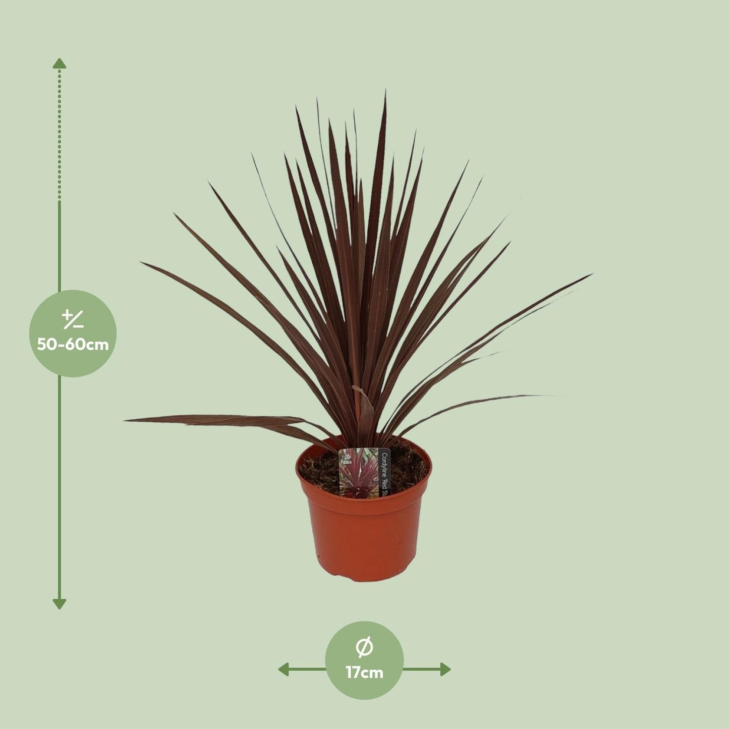 Cordyline Australis Red Star – Tropische Zimmerpflanze Ø17cm