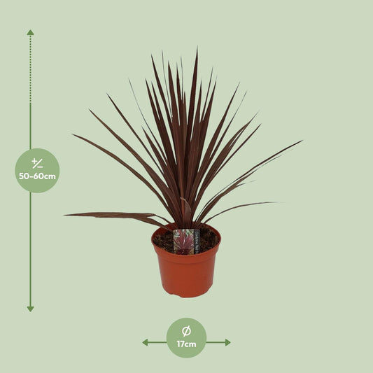 Cordyline Australis Red Star – Tropische Zimmerpflanze Ø17cm
