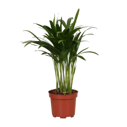 Areca Catechu – Tropische, pflegeleichte Zimmerpflanze Ø12cm