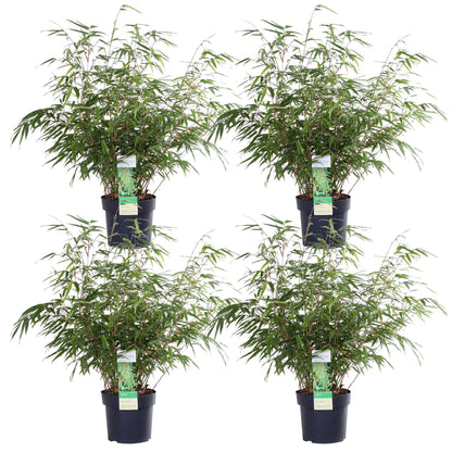 4x Fargesia rufa Bambus - kompakt & pflegeleicht, 60cm