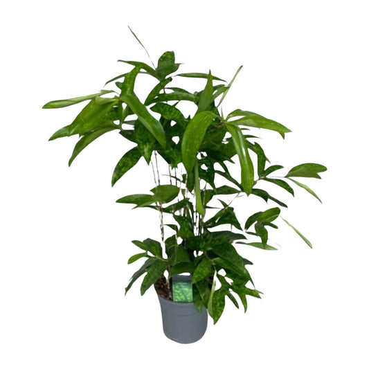 Dracaena Surculosa – Elegante, pflegeleichte Zimmerpflanze Ø17cm