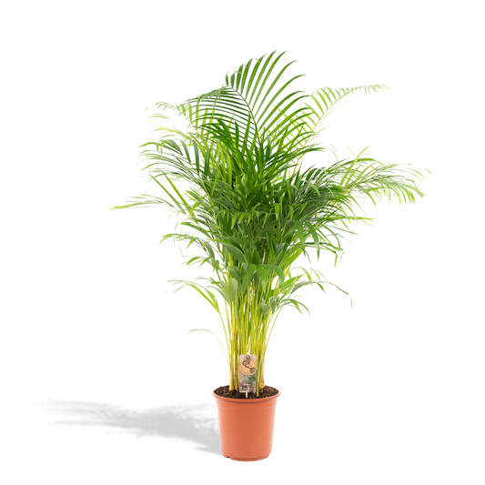 Areca-Palme Ø21cm – Luftreinigende tropische Zimmerpflanze bis 130cm