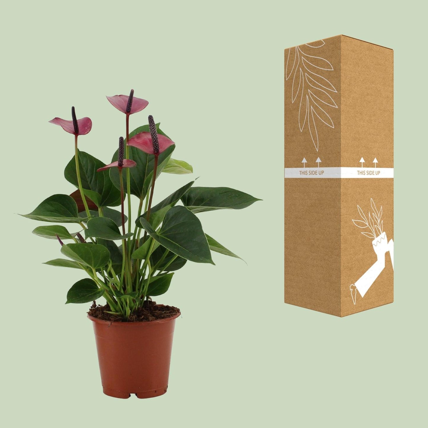 Anthurium Baby Purple – Tropische Zimmerpflanze Ø12cm