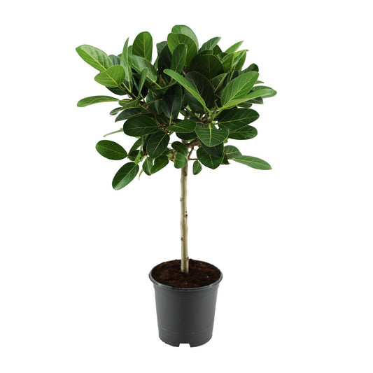 Ficus benghalensis Petite Audrey – Pflegeleichte Zimmerpflanze Ø21cm