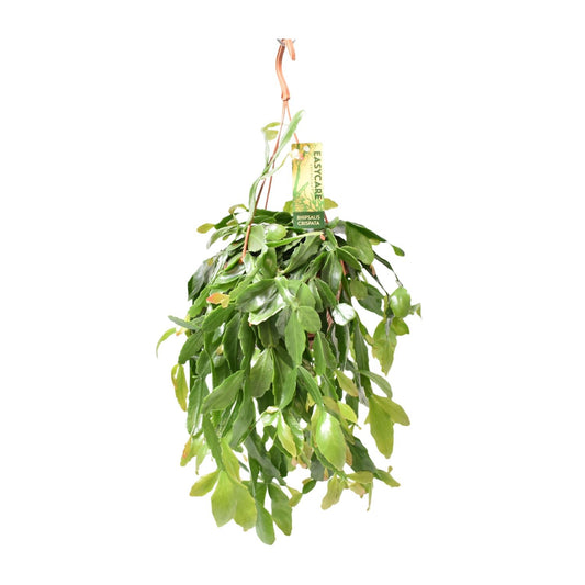 Rhipsalis Crispata – Pflegeleichte hängende Zimmerpflanze Ø14cm