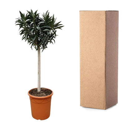Nerium Oleander Stamm mit rosa Blüten – 200 cm, Ø35 cm
