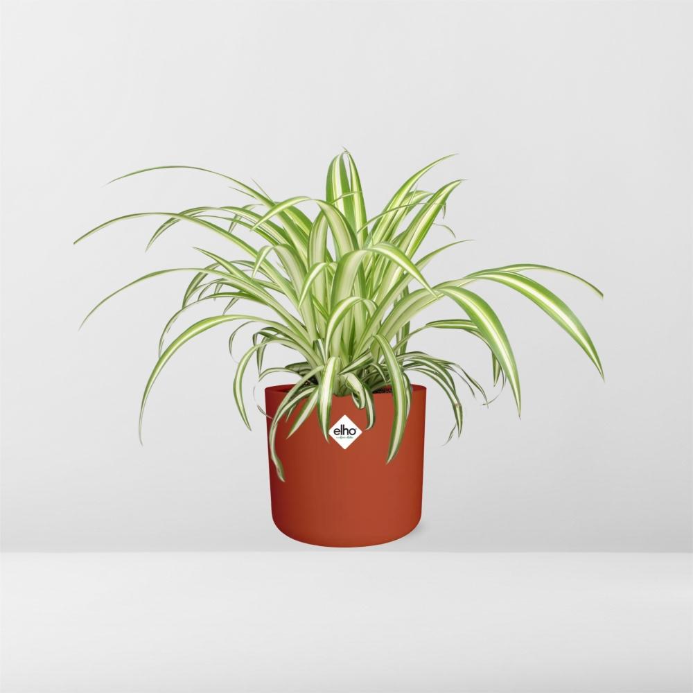 Chlorophytum Comosum Variegatum in ELHO b.for soft rond 14cm brique