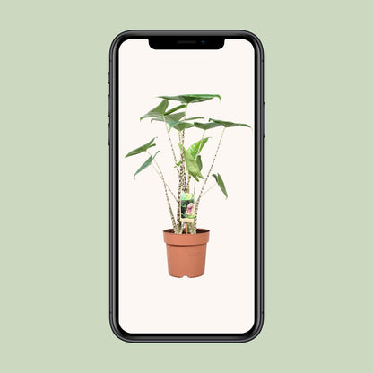 Alocasia Zebrina – Exotische Zimmerpflanze Ø21cm, 80cm hoch