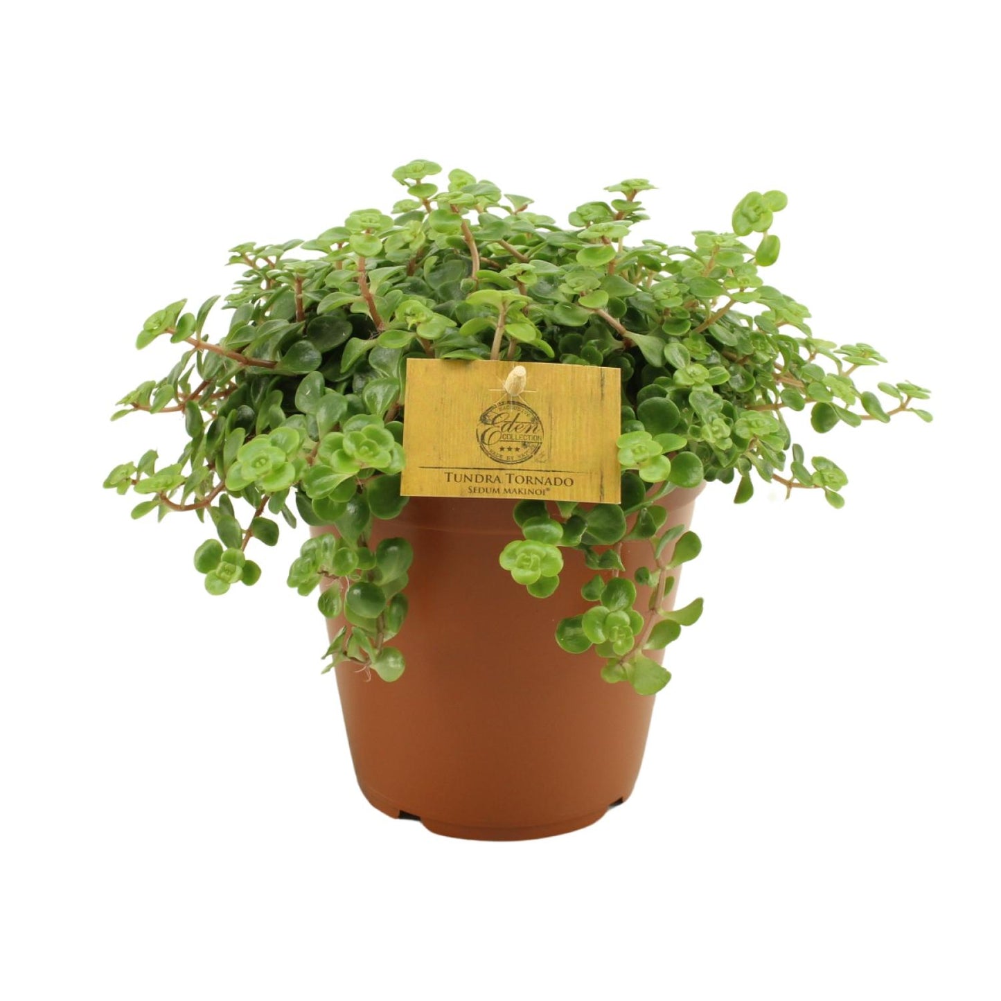 Sedum Tornado – Pflegeleichter Steinbrech Ø15cm