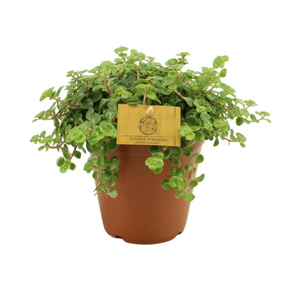 Sedum Tornado – Pflegeleichter Steinbrech Ø15cm