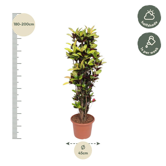 Codiaeum Iceton (Croton) – 190 cm, Ø 45 cm – Bunte Zimmerpflanze