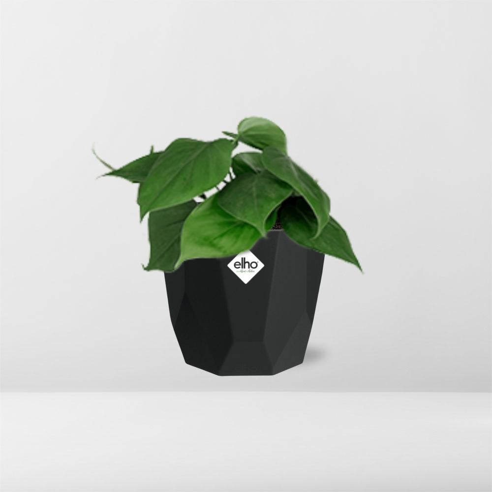 Philodendron Scandens – Pflegeleichte luftreinigende Zimmerpflanze 14cm