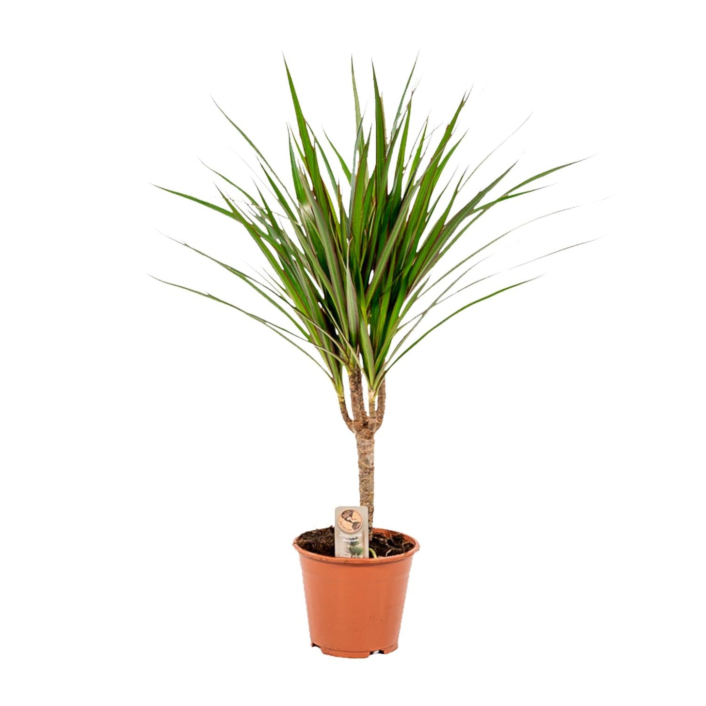Dracaena Marginata – Pflegeleichter Drachenbaum Ø14cm