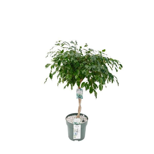 Ficus Adora – Pflegeleichte luftreinigende Zimmerpflanze Ø27cm