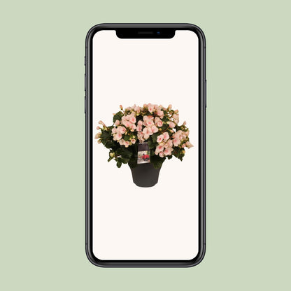 Begonie Betulia 'Light Rose' – Pflegeleichte Zimmerpflanze mit zarten Blüten
