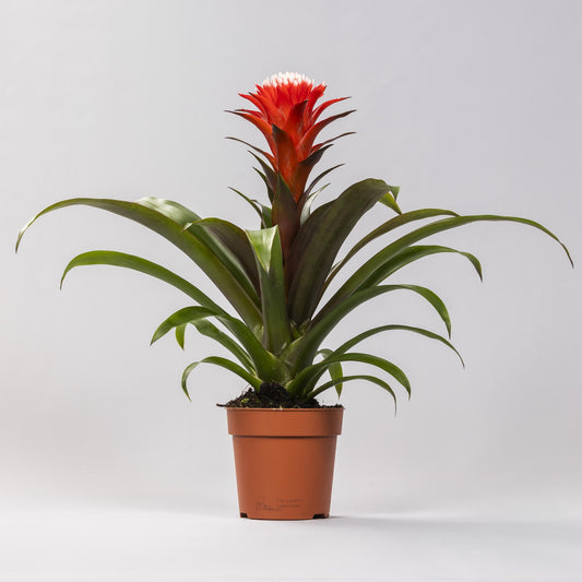 Guzmania Hope – Pflegeleichte Tropische Zimmerpflanze Ø12 cm