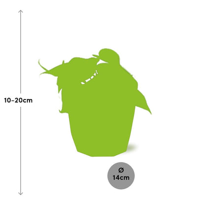 Philodendron Scandens – Pflegeleichte luftreinigende Zimmerpflanze 14cm
