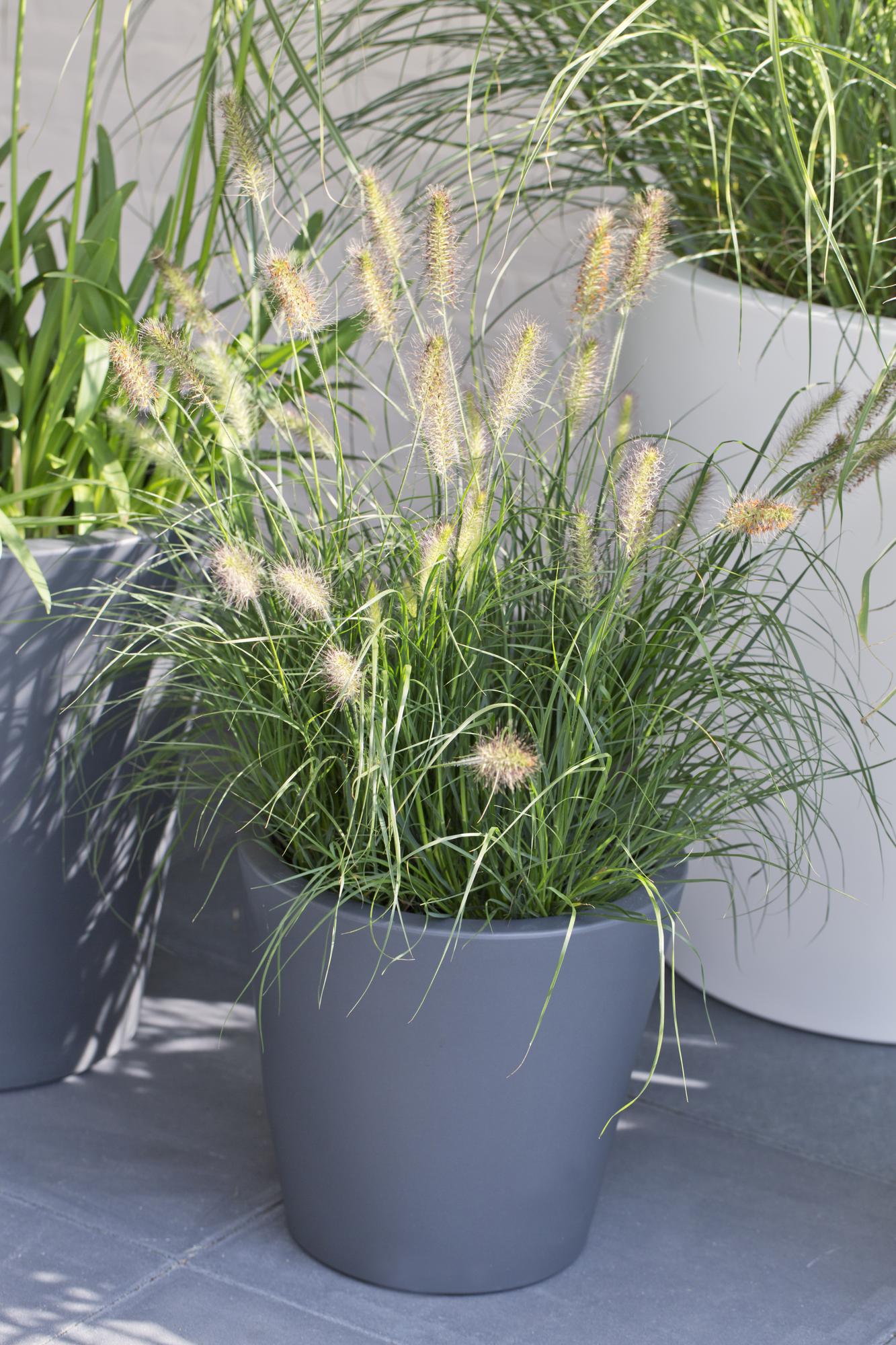 Pennisetum alopecuroides 'Hameln' – Kompaktes Lampenpolgras Ø19cm
