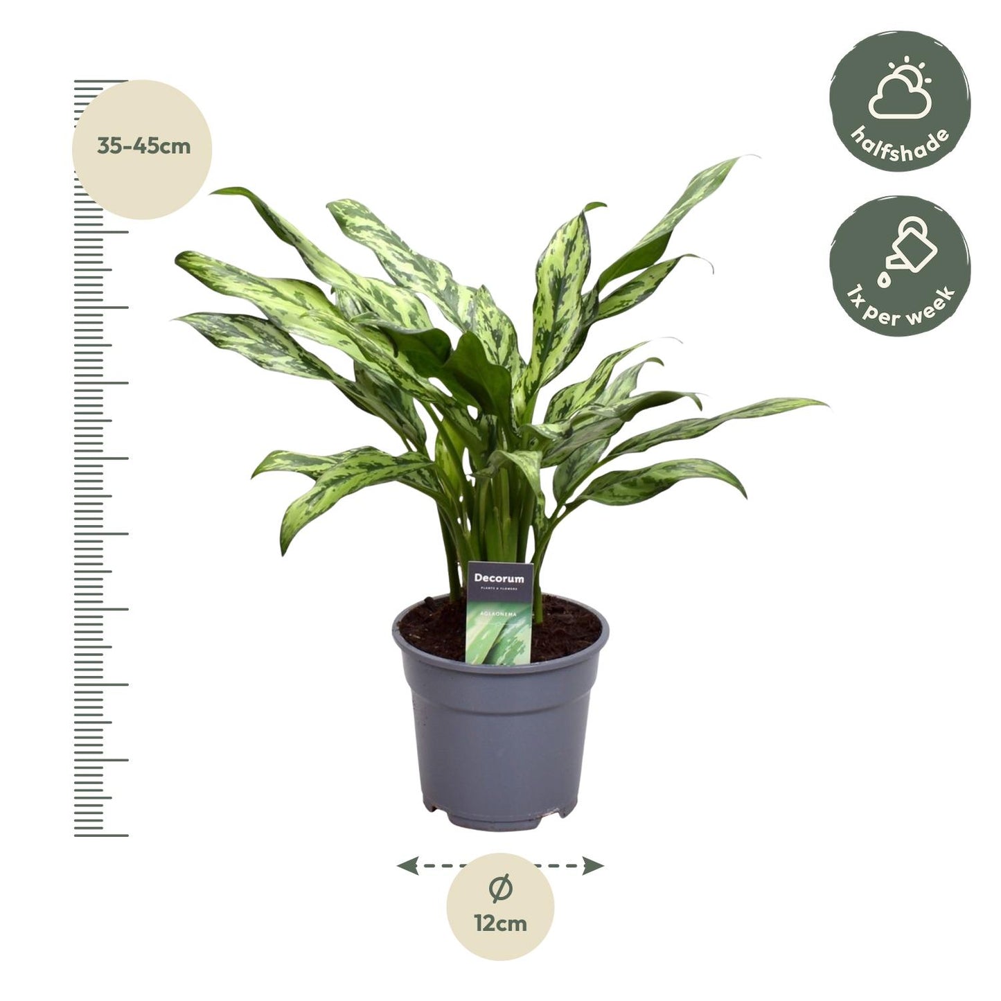 Aglaonema Juliette – Pflegeleichte elegante Zimmerpflanze 40 cm
