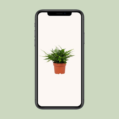 Polystichum Tsussimense Biaristatum – Pflegeleichter Stechfarn Ø12cm