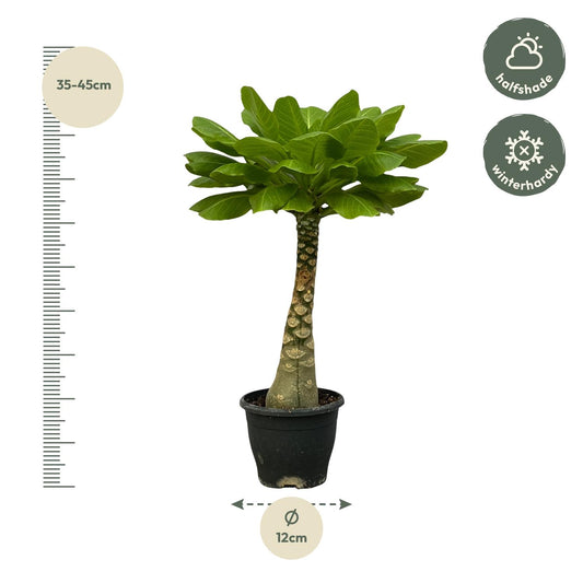 Birghamia Insignis – Pflegeleichte tropische Zimmerpflanze 25 cm