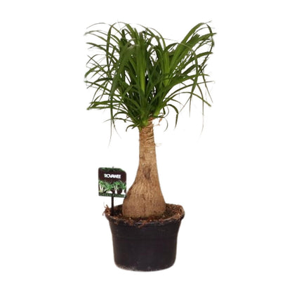 Beaucarnea Nolina – Pfiffiger Elefantenfuß Ø19 cm, 60 cm hoch