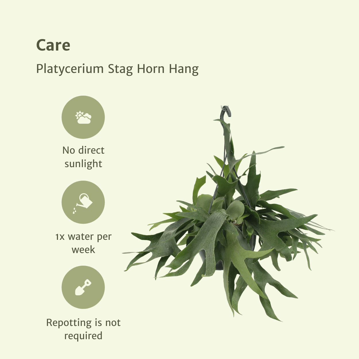 Platycerium Geweihfarn hängend Ø21cm, ca. 50cm Höhe
