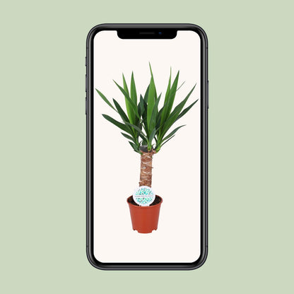 Yucca Elephantipes – Pflegeleichte Zimmerpflanze Ø14cm, 60cm hoch