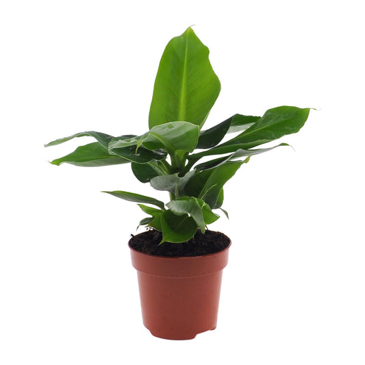 Musa Oriental Dwar – Kompakter Zwerg-Bananenbaum Ø12cm