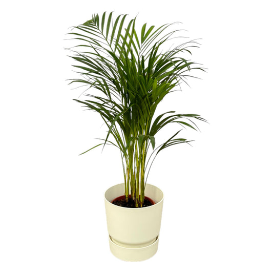 Areca-Palme – 85 cm im weißen Elho Greenville Topf