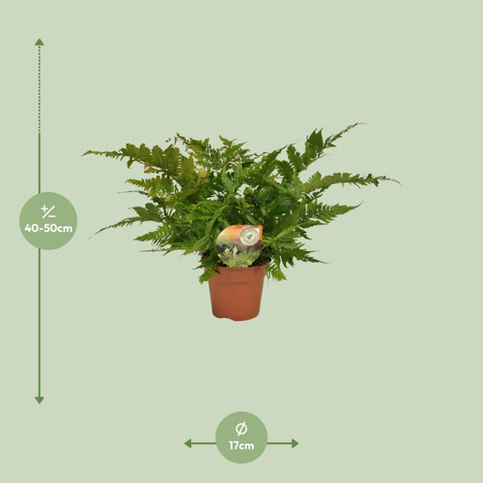 Dryopteris erythrosora – Japanischer Schildfarn Ø17cm, robust & pflegeleicht
