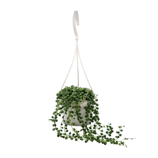 Erbsenpflanze (Senecio rowleyanus) – Pflegeleichte Hängepflanze Ø11cm
