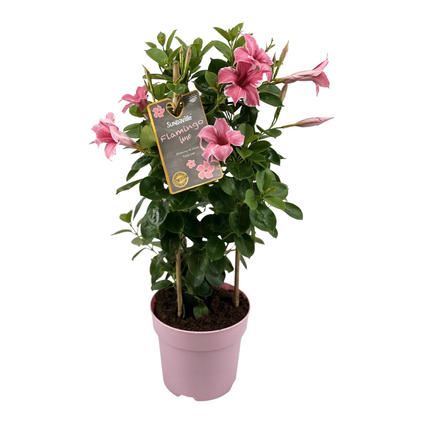 Mandevilla Sundaville Flamingo Pink – Exotische Kletterpflanze Ø17cm