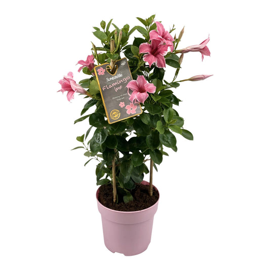 Mandevilla Sundaville Flamingo Pink – Exotische Kletterpflanze Ø17cm