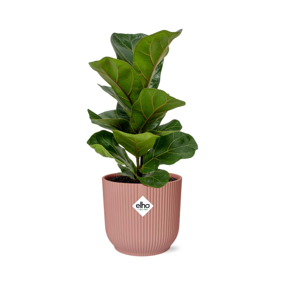Ficus Lyrata ‘Bambino’ – Pflegeleichte Zimmerpflanze im ELHO Vibes Fold Topf