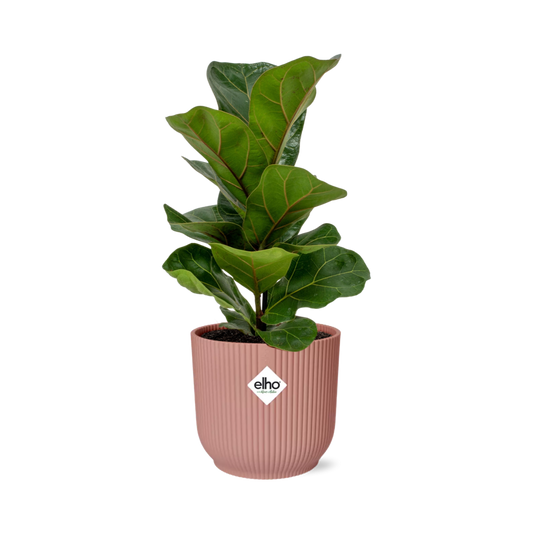 Ficus Lyrata ‘Bambino’ – Pflegeleichte Zimmerpflanze im ELHO Vibes Fold Topf