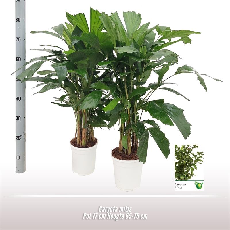 Caryota Mitis – Pflegeleichte Palmen-Designpflanze Ø17 cm