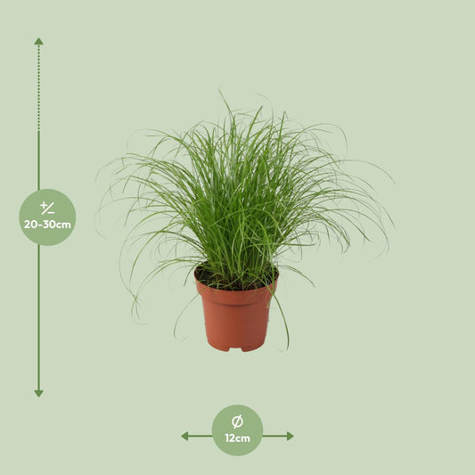 Cyperus Alternifolius Zumula – Pflegeleichtes Schirmgras Ø12cm