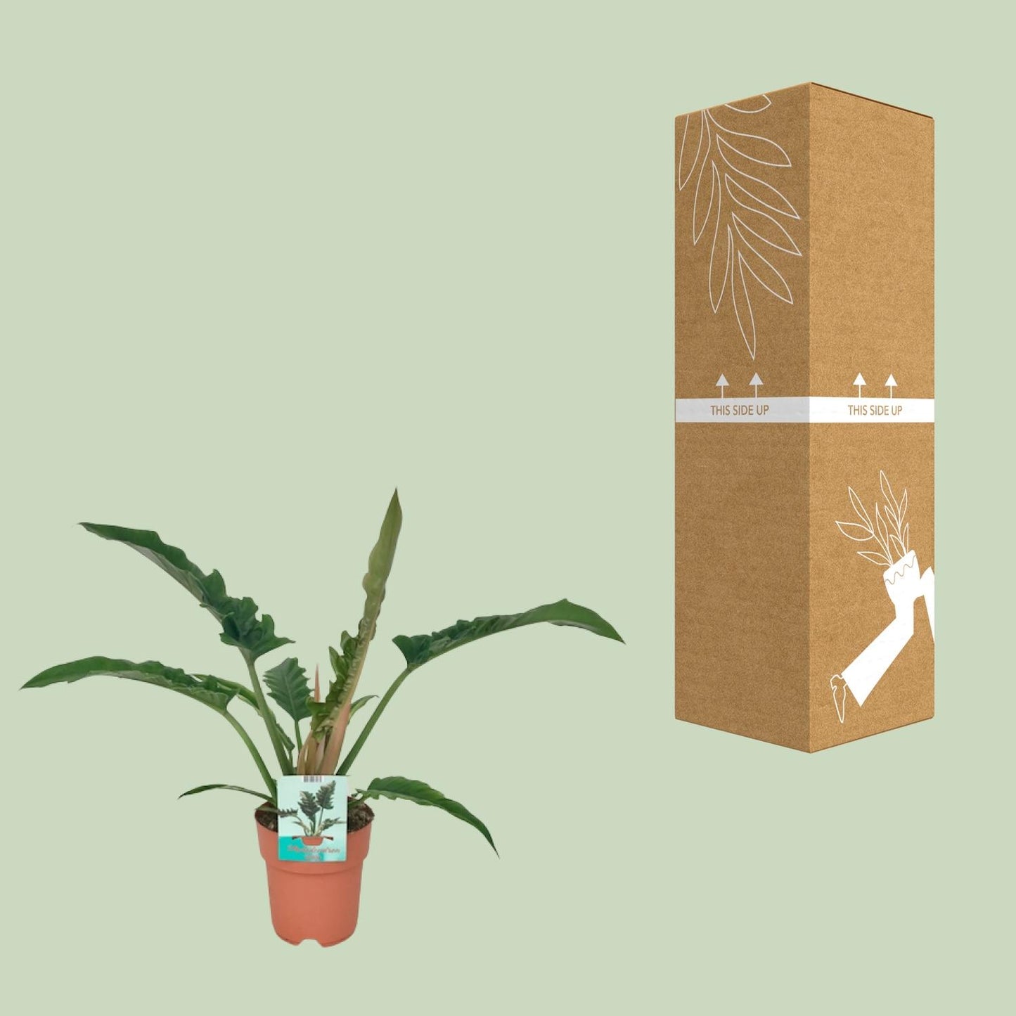 Philodendron Narrow – Pflegeleichte Zimmerpflanze Ø19cm