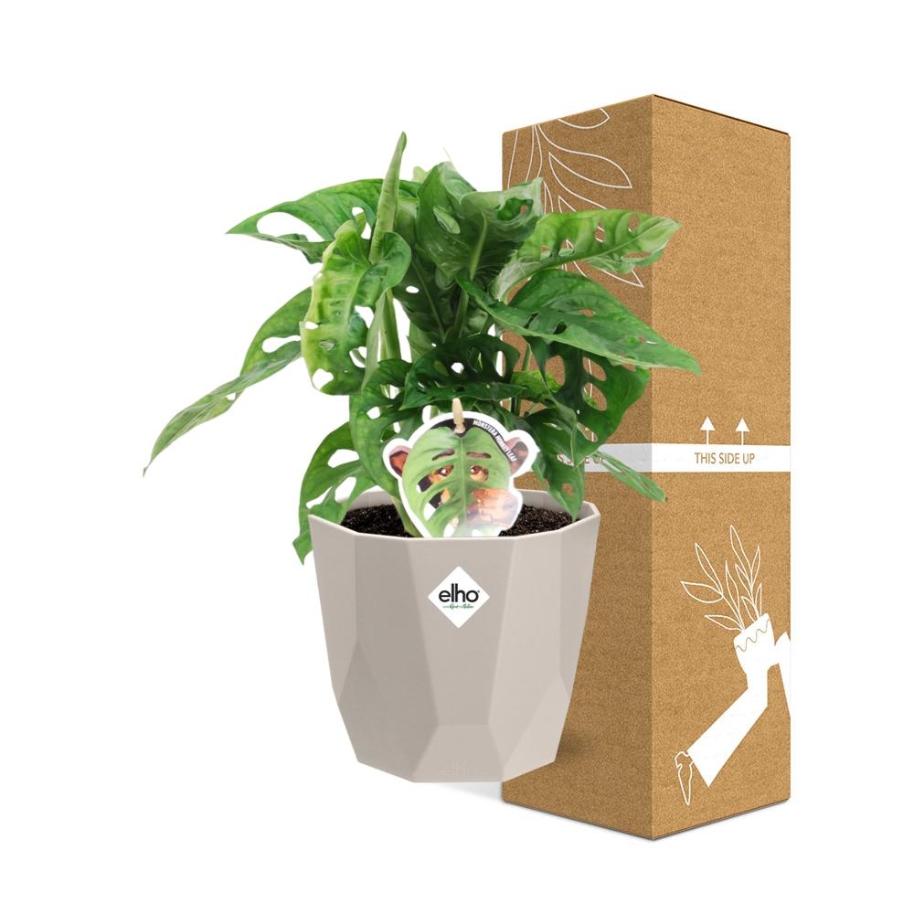 Monstera ‘Monkey Leaf’ in ELHO b.for rock 14 cm warm grey