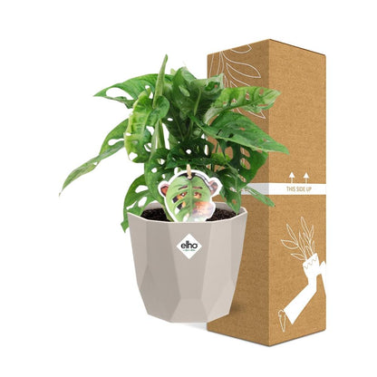 Monstera ‘Monkey Leaf’ in ELHO b.for rock 14 cm warm grey