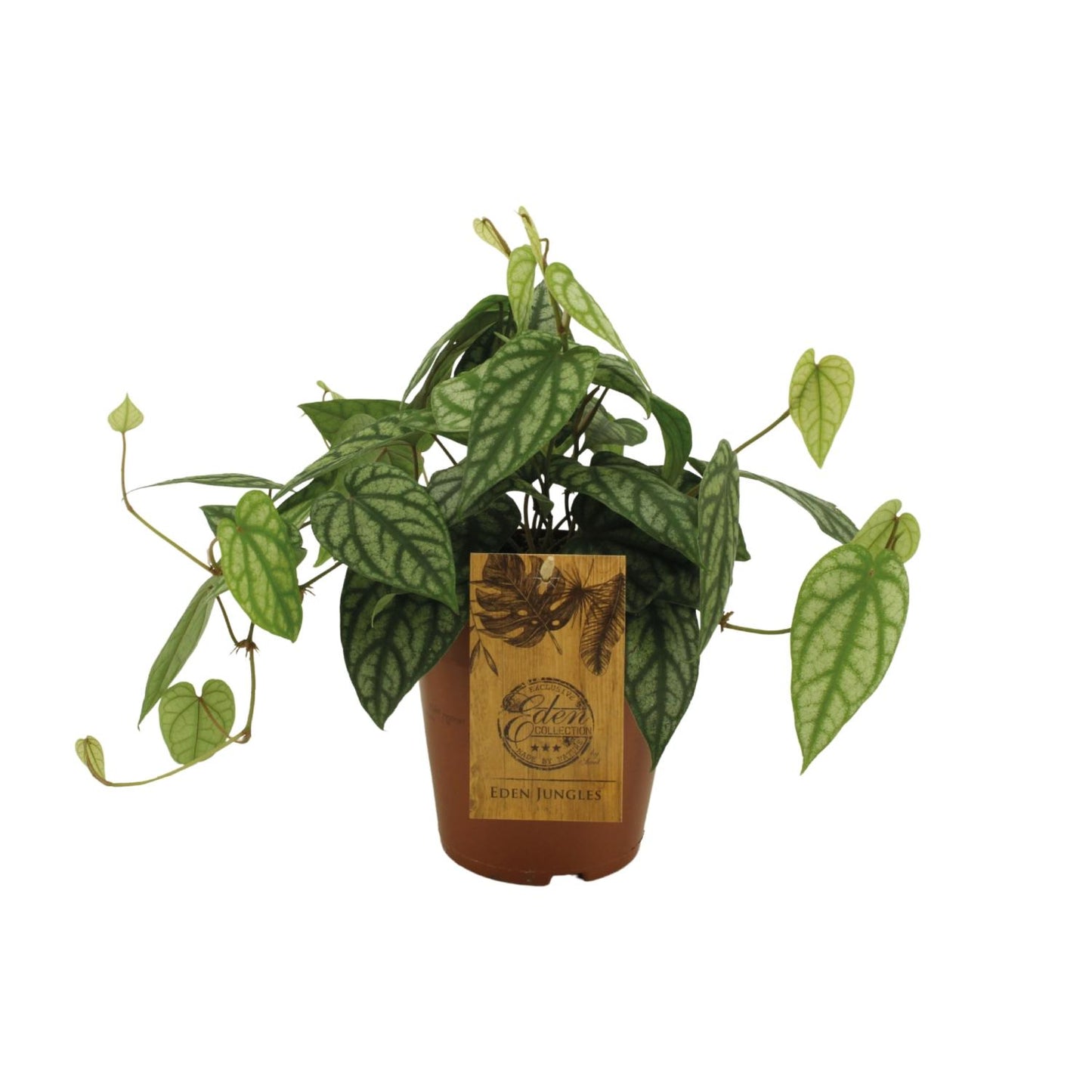 Piper Sylcaticum – Pflegeleichte Trendpflanze Ø15cm