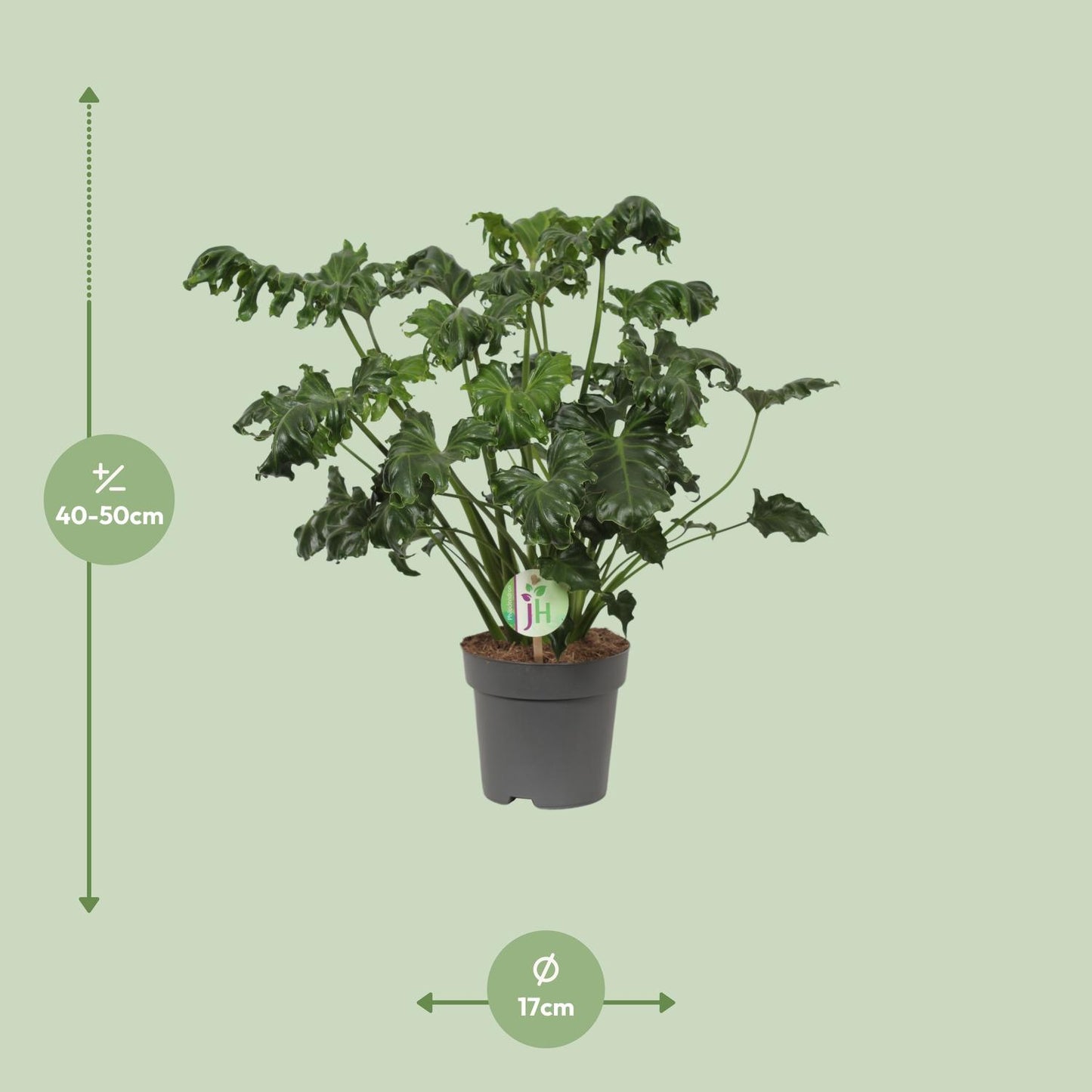 Philodendron Atlantis – Pflegeleichte Trendpflanze Ø17cm