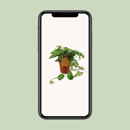 Monstera Adansonii – Pflegeleichte Zimmerpflanze Ø15cm