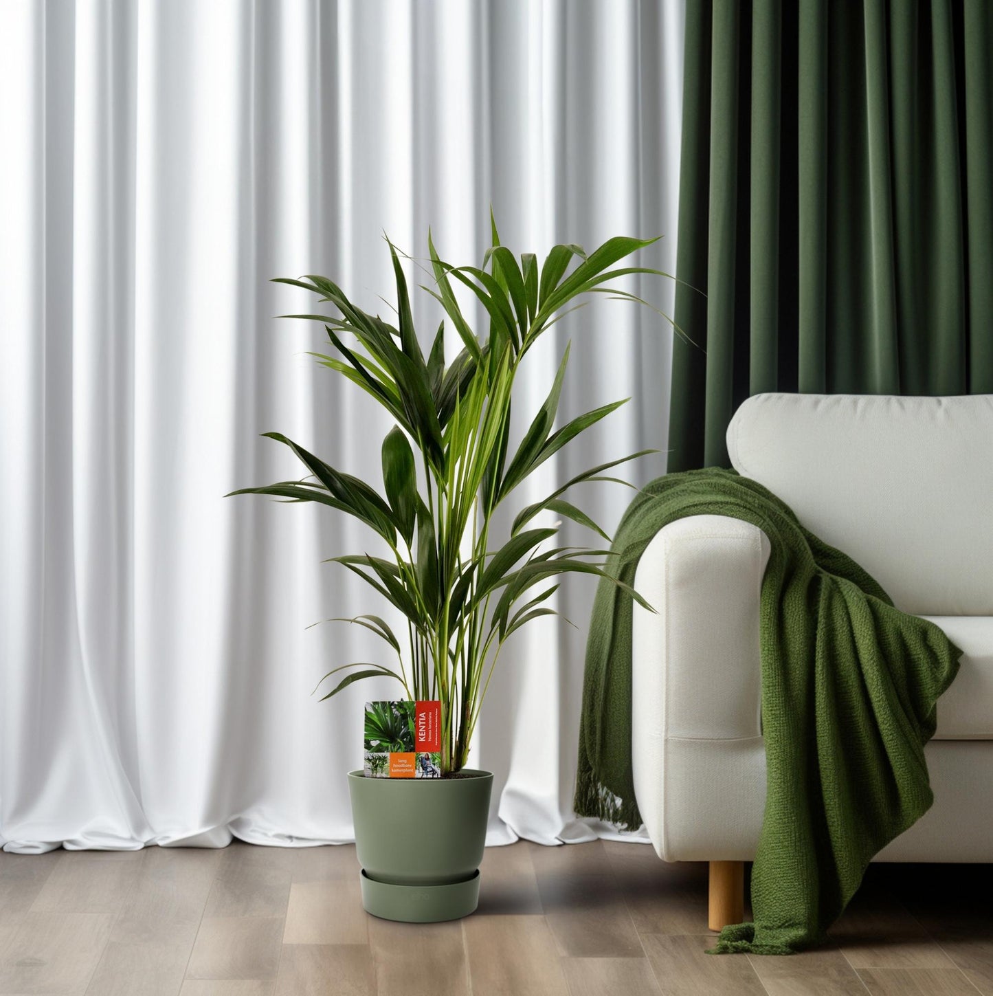 Kentia Palme – Ø19cm, 100cm hohe Zimmerpflanze