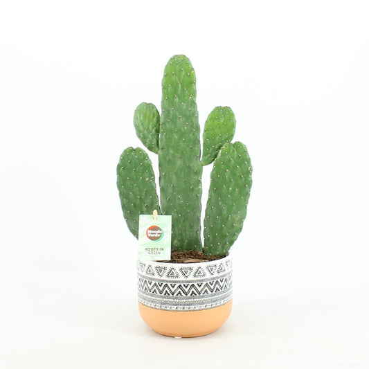 Opuntia Rubescens Consolea – Pflegeleichte Sukkulente in Keramik Ø13cm